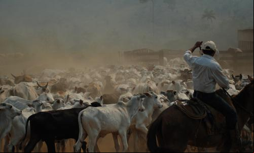 homem andando a cavalo em primeiro plano toca boiada ao fundo