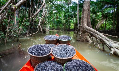 transporte de açaí em igarapé na amazônia
