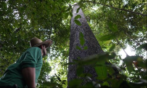 Área de regeneração no Mato Grosso