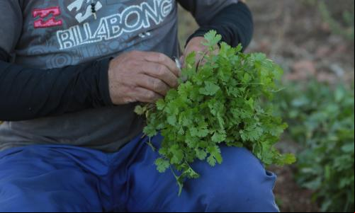 Produtor de horticultura na Caatinga