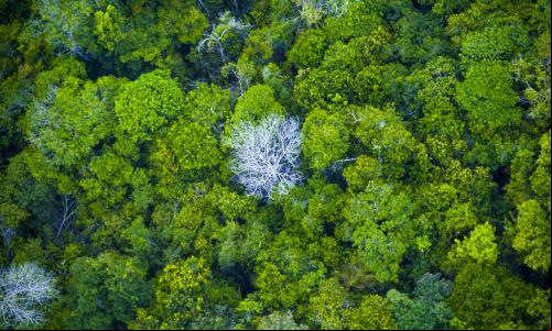 Visão aérea da floresta amazônica no Pará