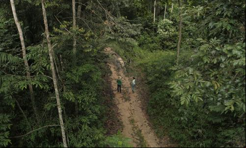 Diversas espécies próximas ao projeto Poço de Carbono Florestal, desenvolvido pela ONF Brasil.