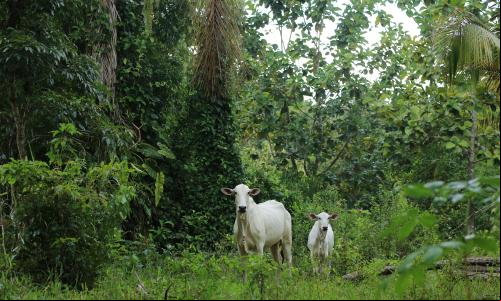 Região de Cotriguaçu/MT.