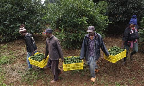 agricultores carrega colheita de avocados no quênia
