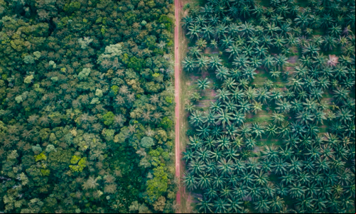 Imagem de drone mostra floresta de um lado, moncultura de outro
