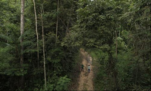 Pessoas andando na mata