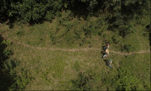 Imagem da Floresta vista de cima