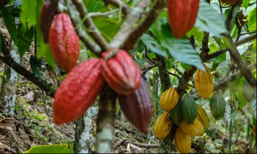 cacau agroflorestal
