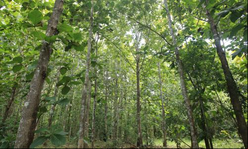Área de restauração no Mato Grosso