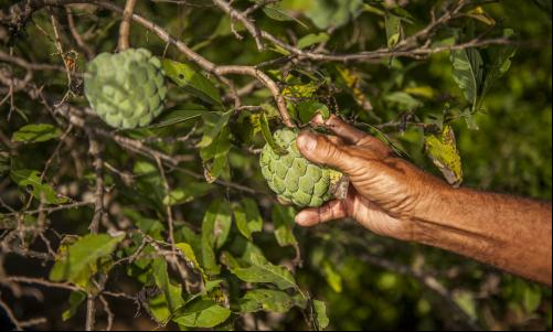 Imagem da Floresta