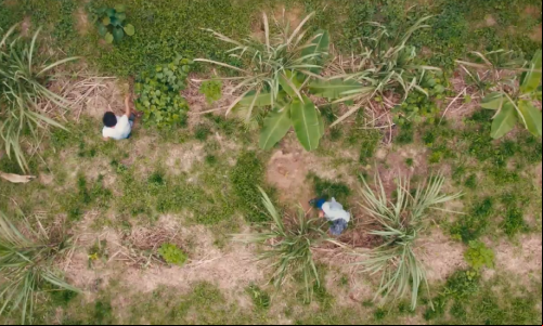 Imagem aérea de agrofloresta na Amazônia