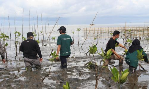 Voluntários plantam mudas em área de mangue em Makassar, Indonésia