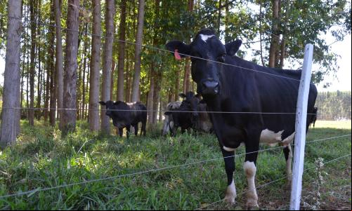 A integração de lavoura, pecuária e floresta é uma das maneiras de produzir carne de baixo carbono (foto: Gustavo Porpino/Embrapa)
