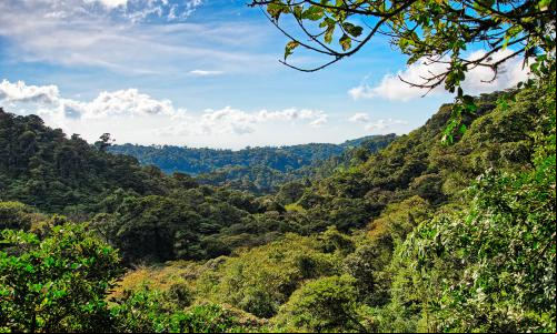 Florestas são fundamentais para "soluções climáticas naturais". (Foto: Richard Cassan/Flickr)