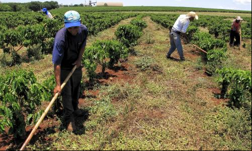 Agricultura Otávio Nogueira.jpg