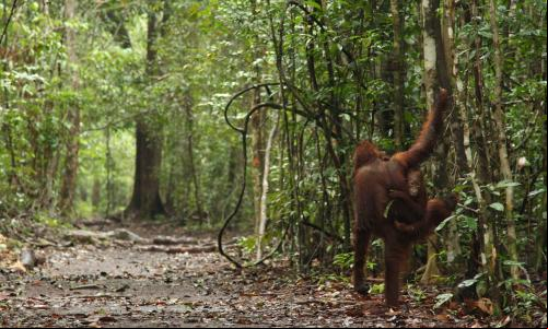 Forests James Anderson Indonesia.jpg