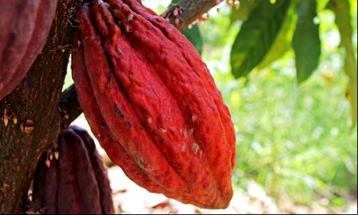Produção de cacau em agrofloresta no Peru (Foto: Iniciativa 20x20)
