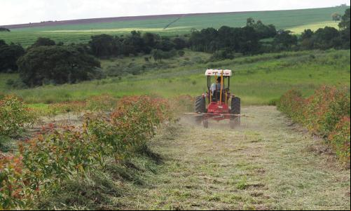 Fazenda da Toca (Foto: Divulgação)