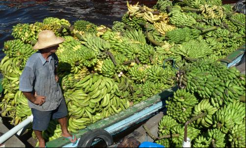 homem entrega carga de bananas de barco em Manaus