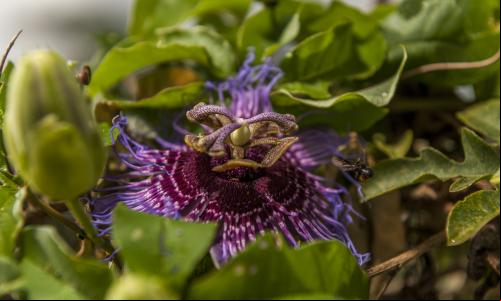 Flor da árvore que produz o maracujá da caatinga