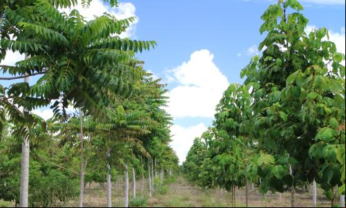 Reflorestamento para fins produtivos no sul da Bahia (Foto: WRI Brasil)