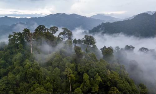 imágem aérea de ampla floresta com névoa entre as árvores