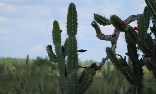 Caatinga em Pintadas, Bahia. (Foto: Maurício Boff/WRI Brasil)