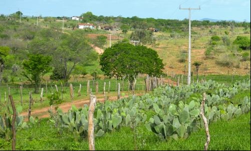 Produção de palma na Caatinga. Espécie para alimentação dos animais, a palma pode ser usada em Sistemas Agroflorestais com árvores frutíferas (Foto: Bruno Calixto/WRI Brasil)