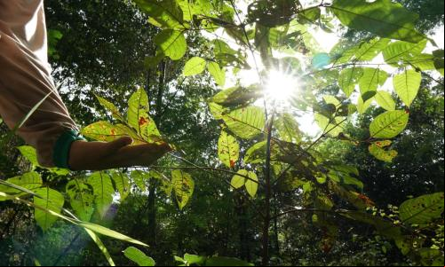 pessoa toca em plantas dentro de florestas em regeneração natural