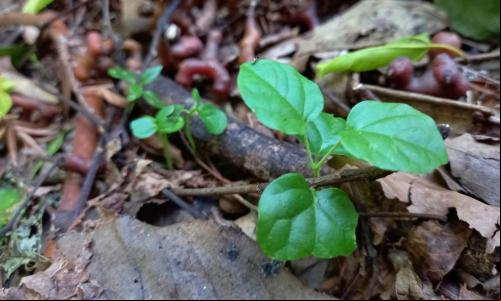 Folhas em área de floresta