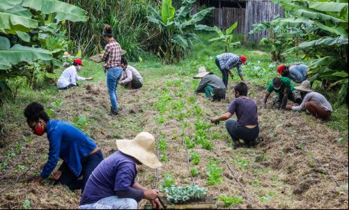 Produtores rurais do MST em mutirão de plantio agroecológico