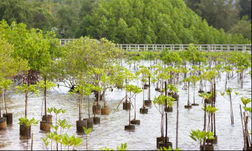 imagem mostra mudas para a restauração de mangues