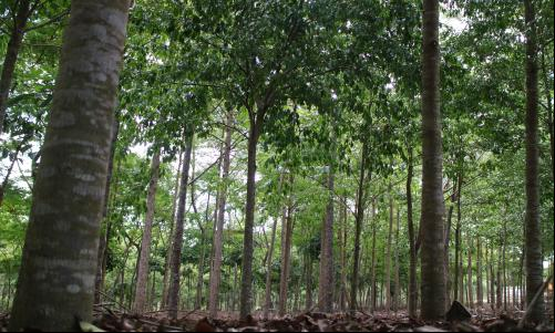 Área de floresta restaurada na Mata Atlântica brasileira. (Foto: WRI Brasil)
