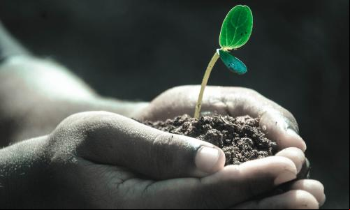 "So, what’s the roadblock to investing in forests