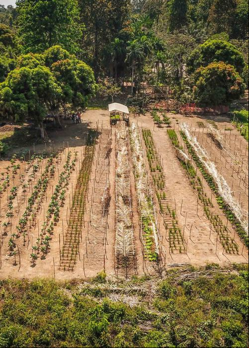 Vista área de plantio para restauração