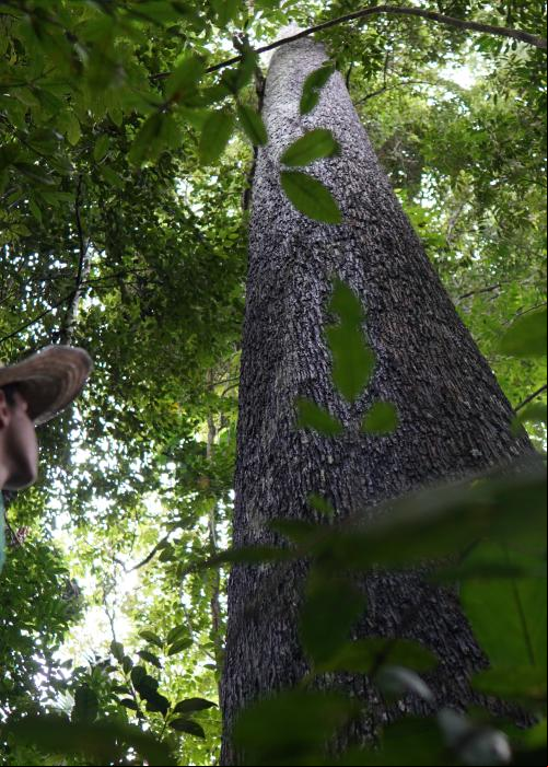 Trabalhador olha para tronco de castanheira